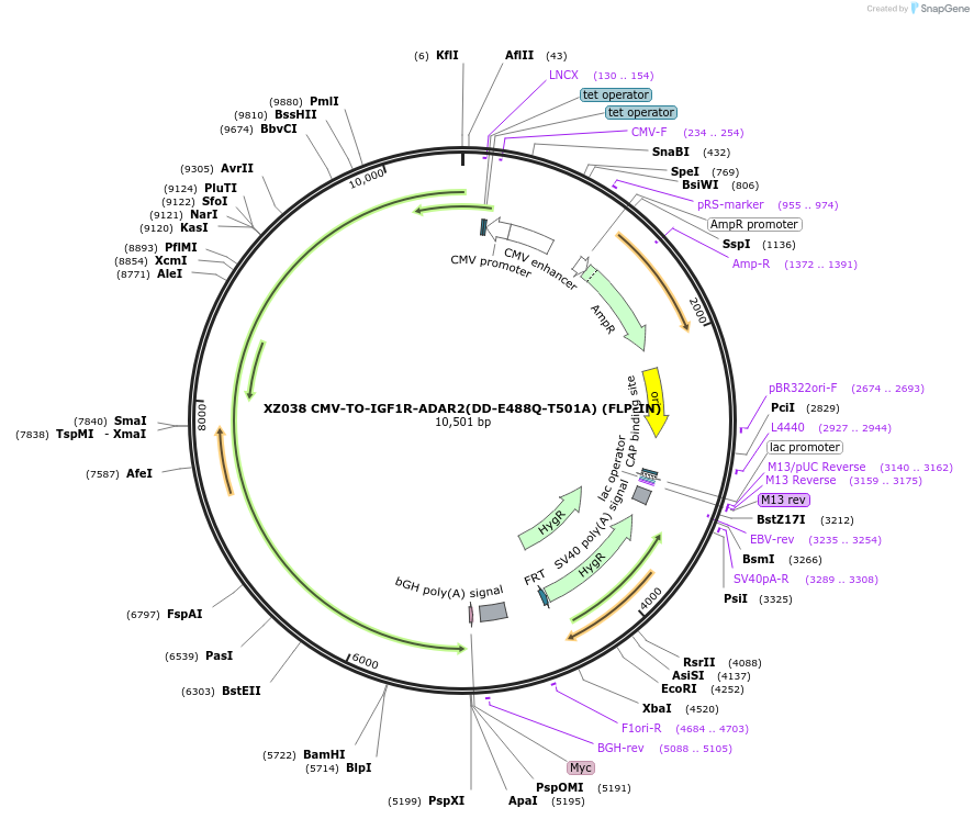 233391-plasmid-map-sequence-id-466400