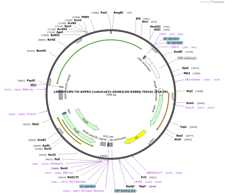 233390-plasmid-map-sequence-id-466401