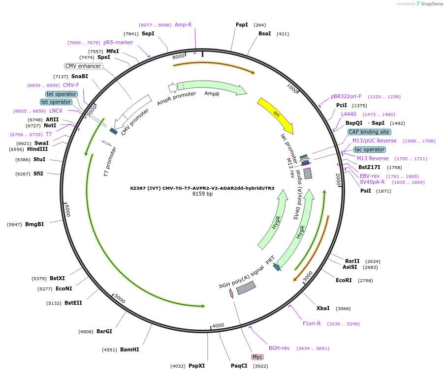 233423-plasmid-map-sequence-id-466402