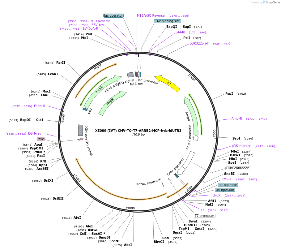 233422-plasmid-map-sequence-id-466403