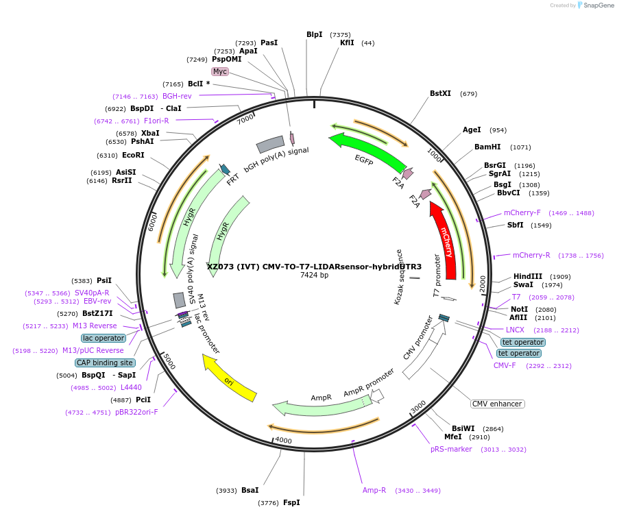 233420-plasmid-map-sequence-id-466404