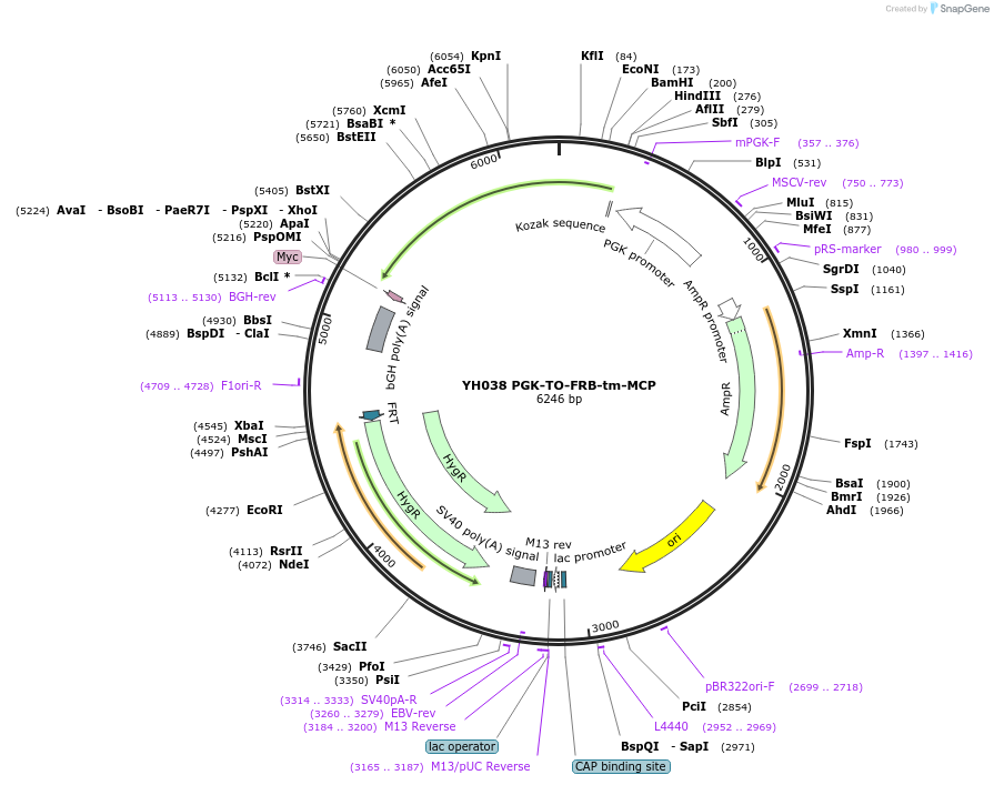233377-plasmid-map-sequence-id-466408
