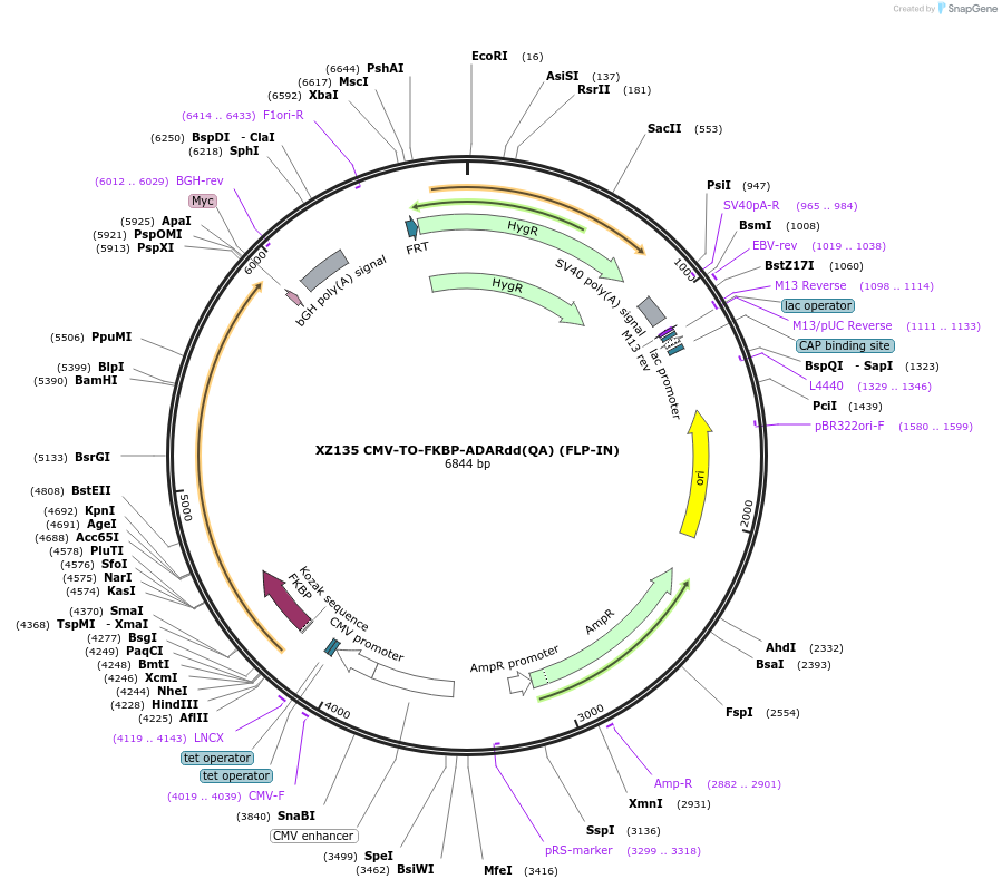 233376-plasmid-map-sequence-id-466410