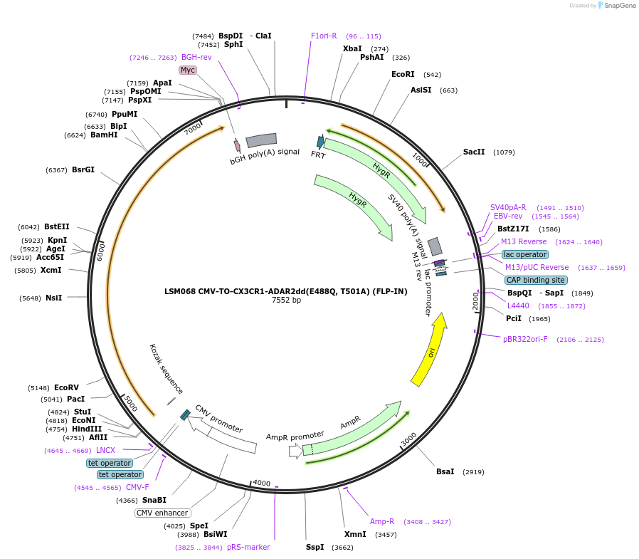 233398-plasmid-map-sequence-id-466411