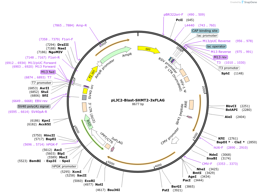233891-plasmid-map-sequence-id-466417