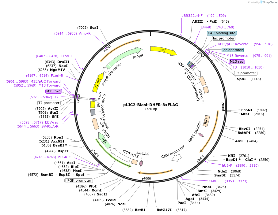 233892-plasmid-map-sequence-id-466418