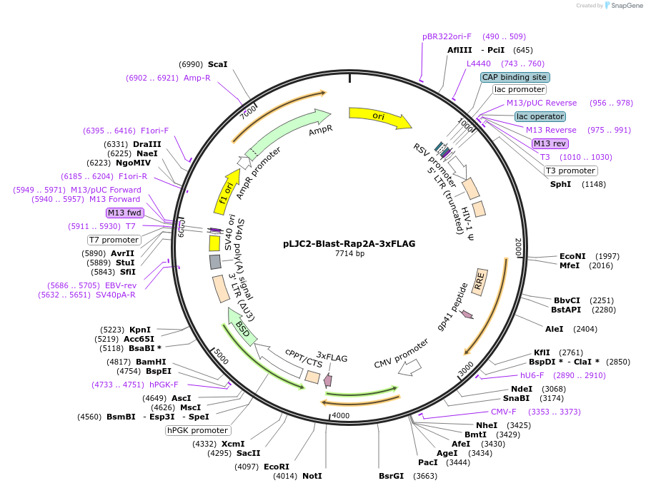 233890-plasmid-map-sequence-id-466419