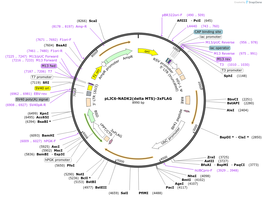 233896-plasmid-map-sequence-id-466425