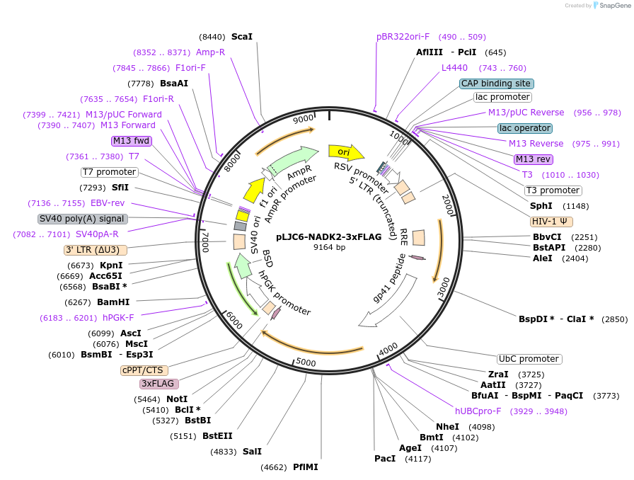233895-plasmid-map-sequence-id-466426