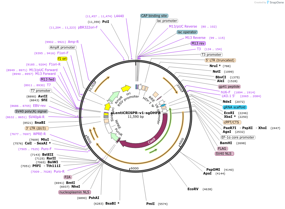 233898-plasmid-map-sequence-id-466427