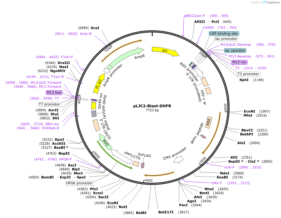 233893-plasmid-map-sequence-id-466429