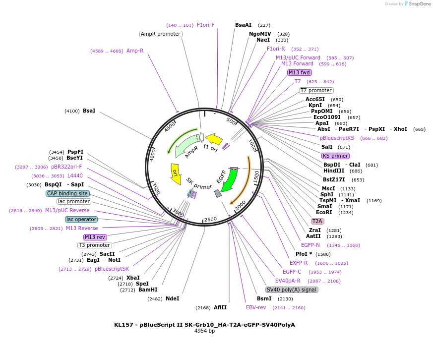232935-plasmid-map-sequence-id-466440