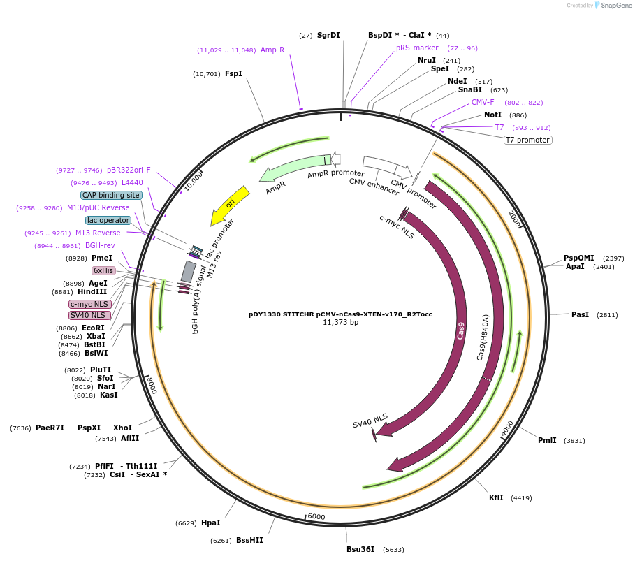234826-plasmid-map-sequence-id-466448