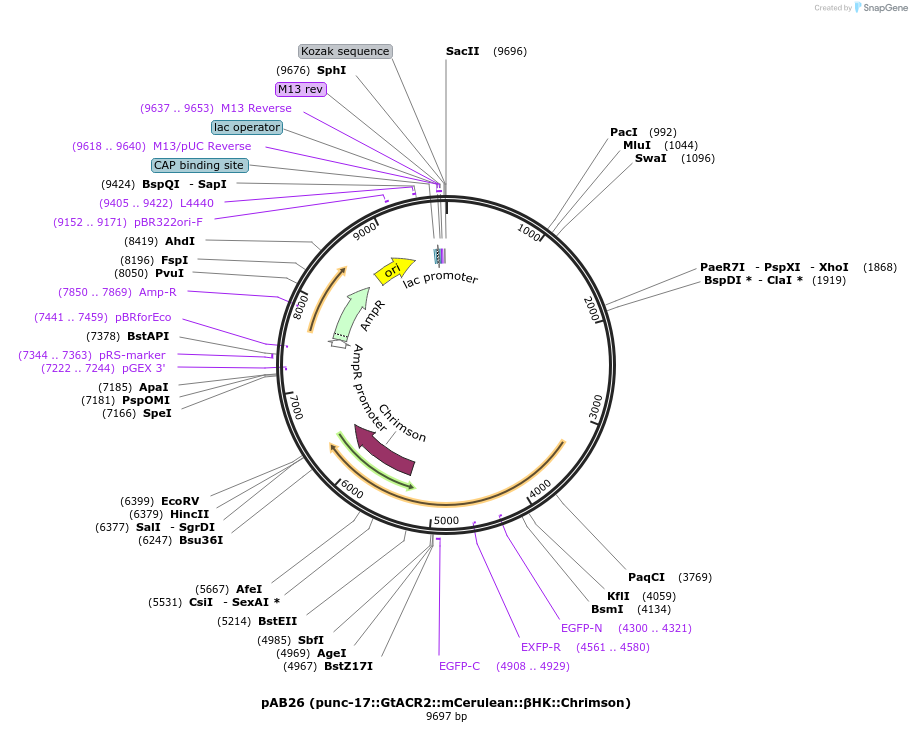214889-plasmid-map-sequence-id-466494