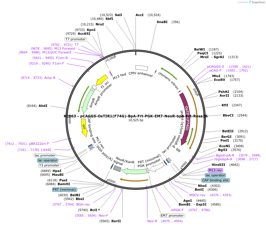 232929-plasmid-map-sequence-id-466497