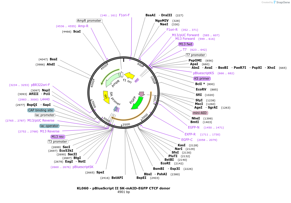 232926-plasmid-map-sequence-id-466501