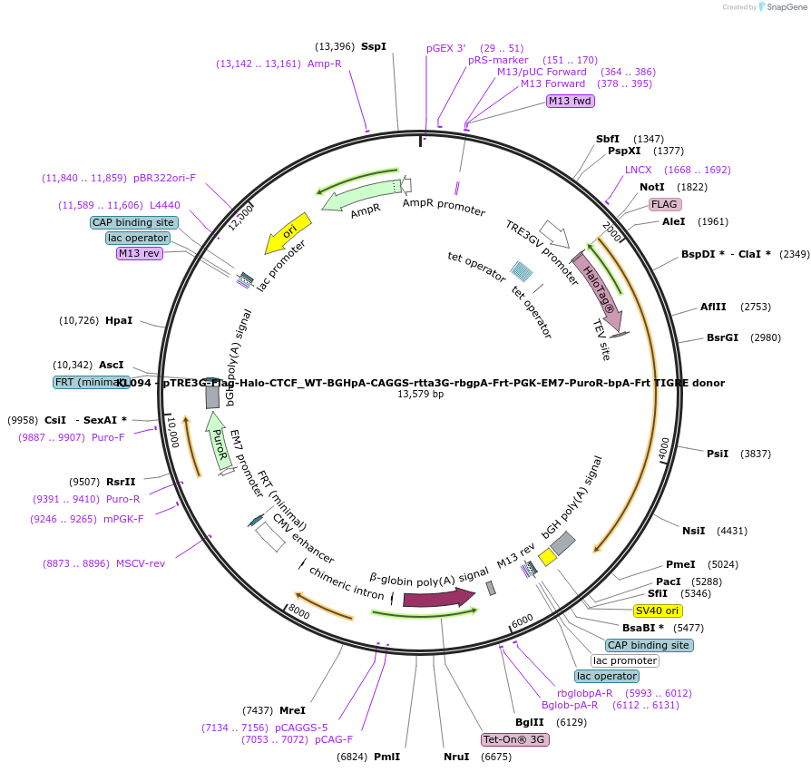 232930-plasmid-map-sequence-id-466502