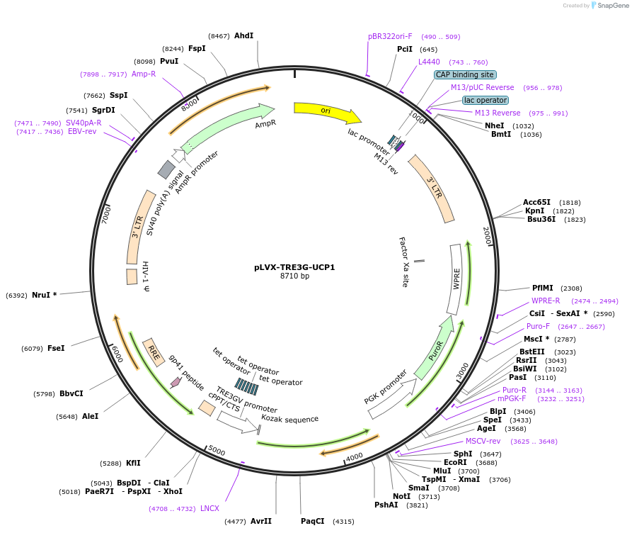 234979-plasmid-map-sequence-id-466505