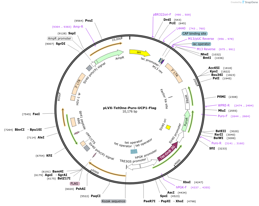 234983-plasmid-map-sequence-id-466506