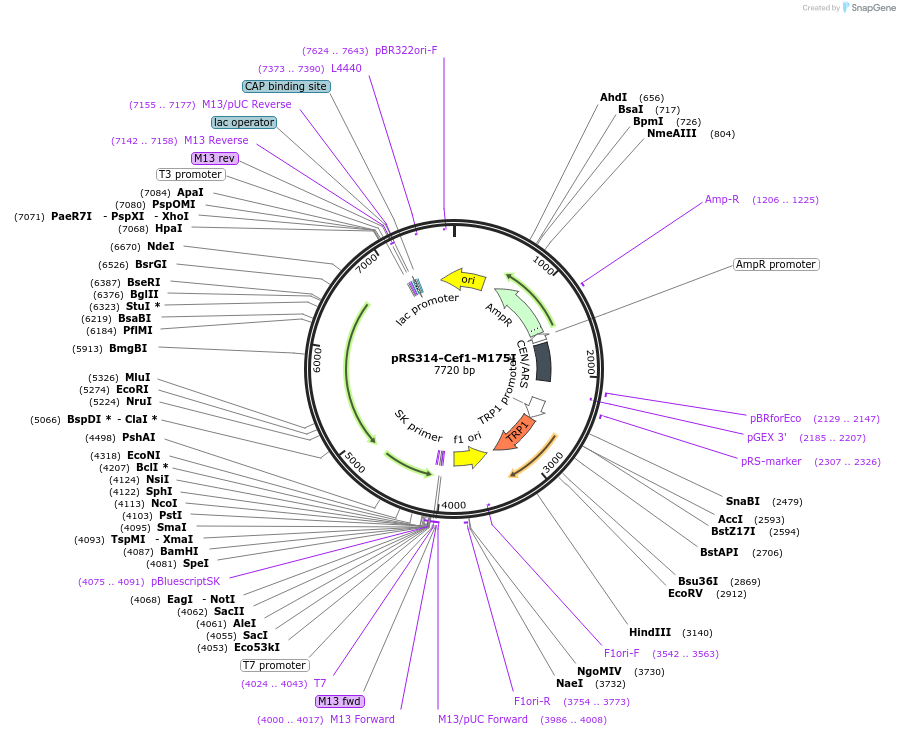 234118-plasmid-map-sequence-id-466510