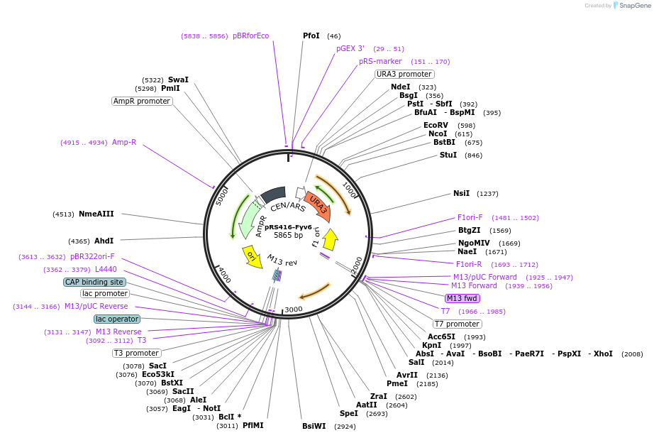 234141-plasmid-map-sequence-id-466513