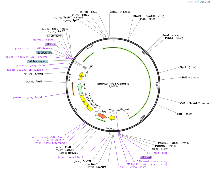 234124-plasmid-map-sequence-id-466515