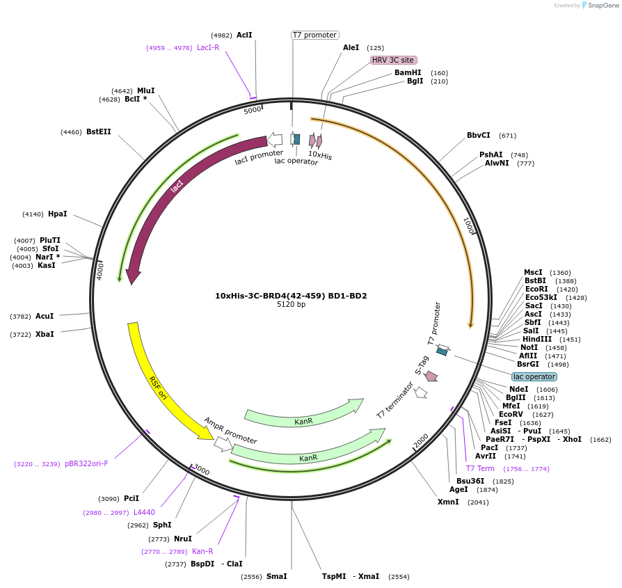 233886-plasmid-map-sequence-id-466517