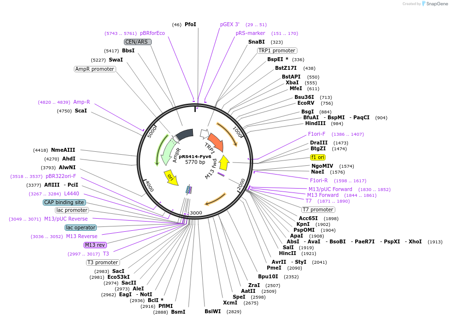 234140-plasmid-map-sequence-id-466520