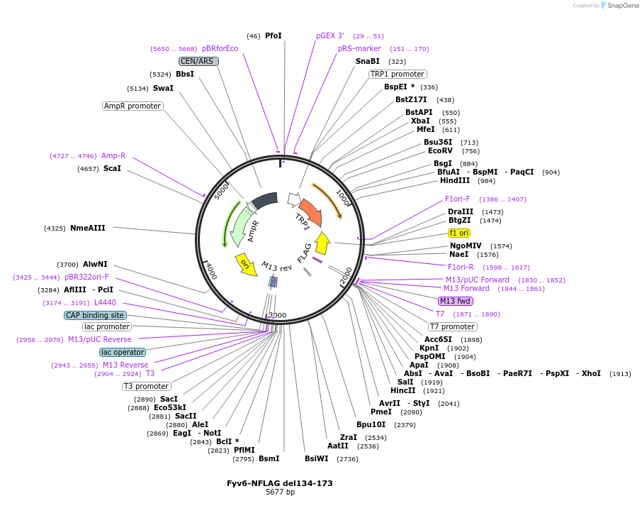 234135-plasmid-map-sequence-id-466521