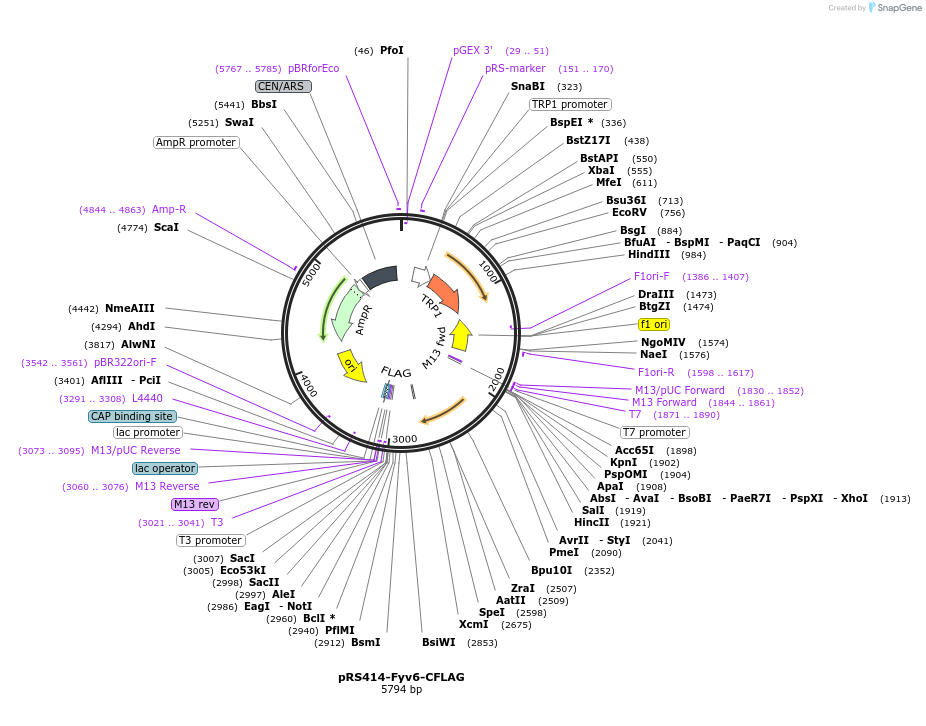 234133-plasmid-map-sequence-id-466523