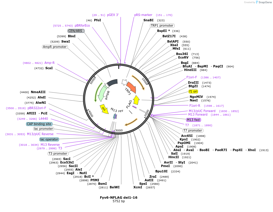 234138-plasmid-map-sequence-id-466525