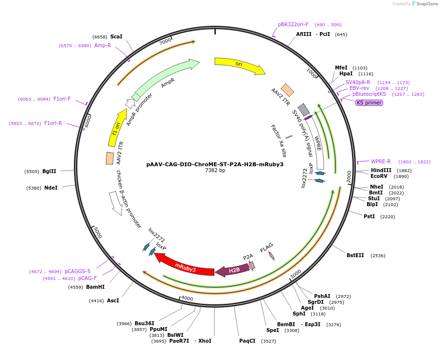 108912-plasmid-map-sequence-id-466527