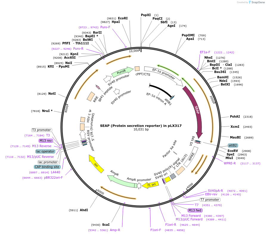 233290-plasmid-map-sequence-id-466530