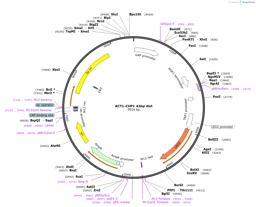234127-plasmid-map-sequence-id-466531