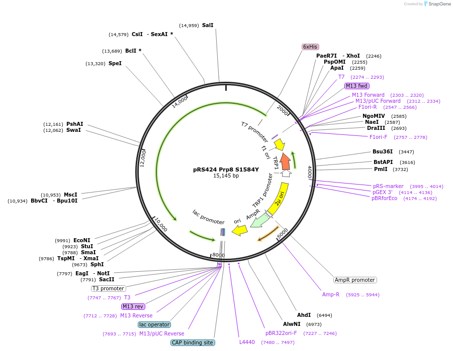 234121-plasmid-map-sequence-id-466533