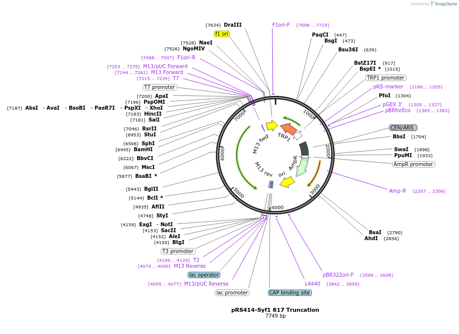 234126-plasmid-map-sequence-id-466534