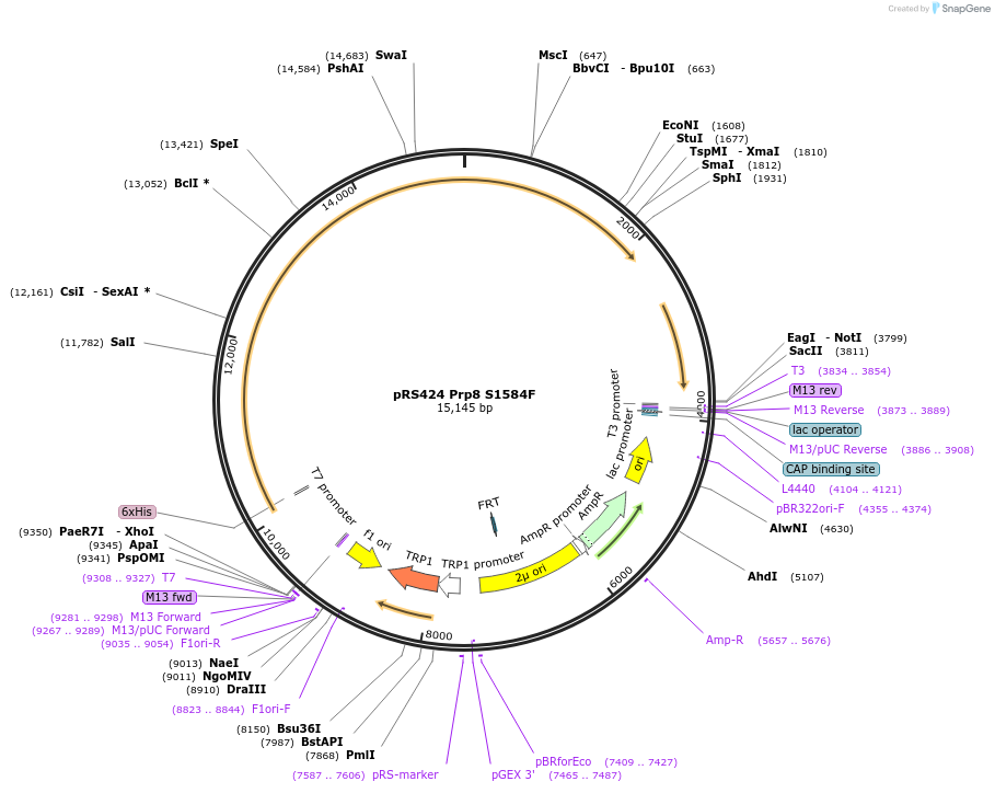 234122-plasmid-map-sequence-id-466537