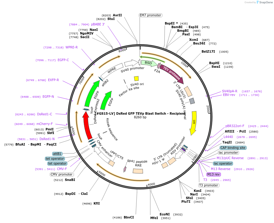 233506-plasmid-map-sequence-id-466558