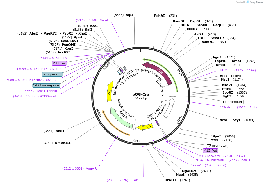 233265-plasmid-map-sequence-id-466559