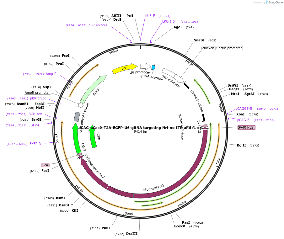 234737-plasmid-map-sequence-id-466566