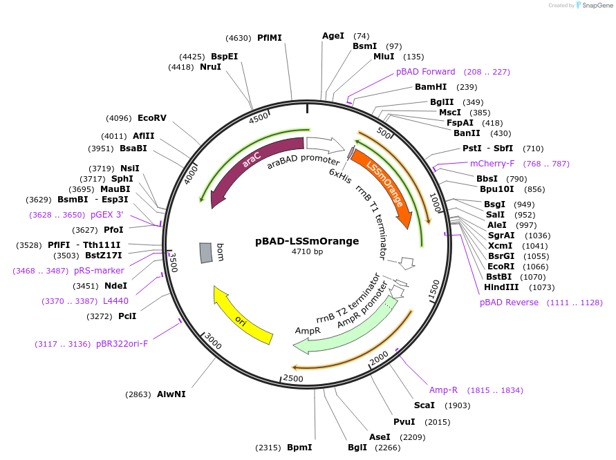 37129-plasmid-map-sequence-id-46660