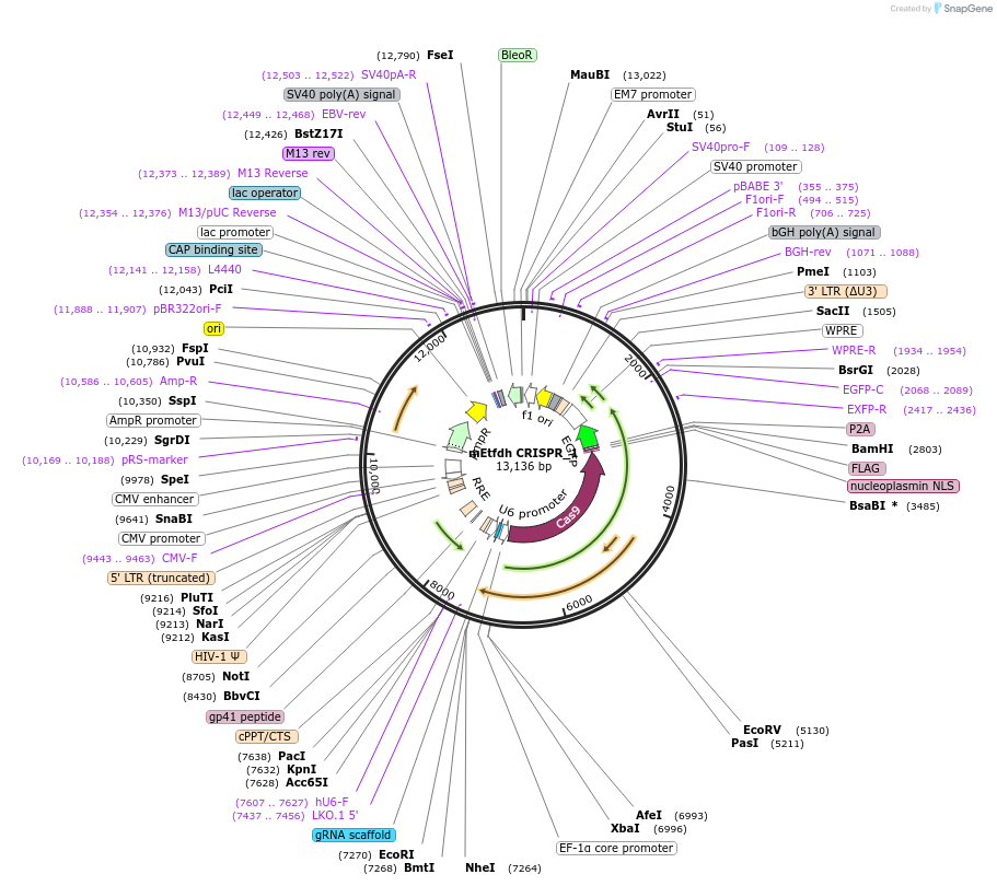 232312-plasmid-map-sequence-id-466602