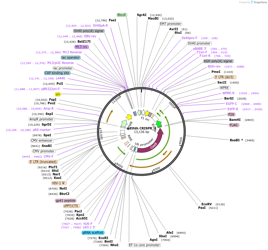 232313-plasmid-map-sequence-id-466604