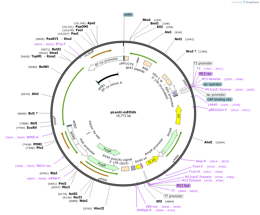 232314-plasmid-map-sequence-id-466605