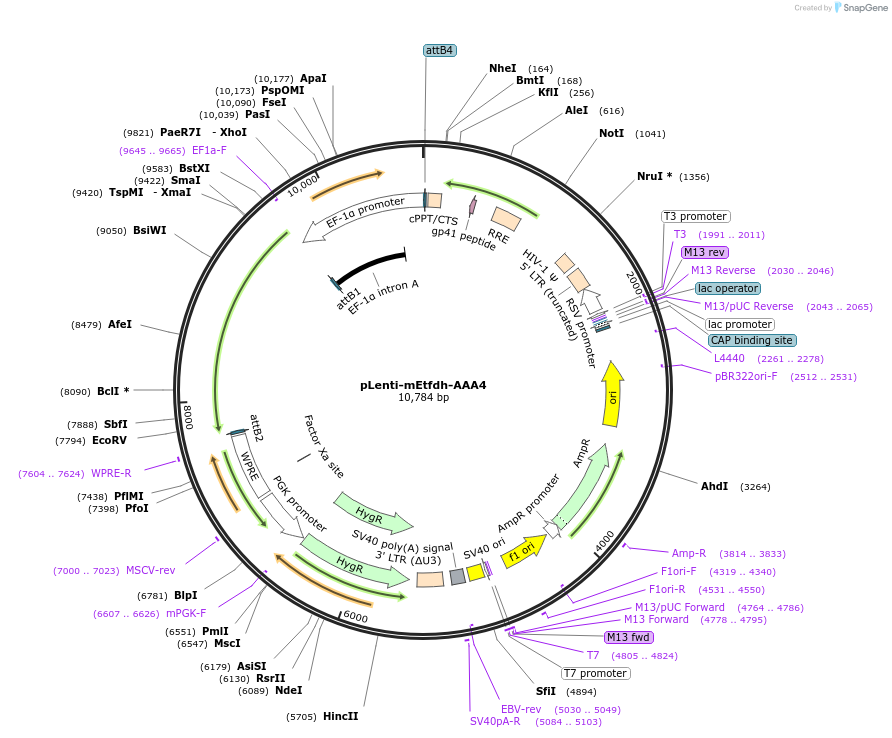 232316-plasmid-map-sequence-id-466611