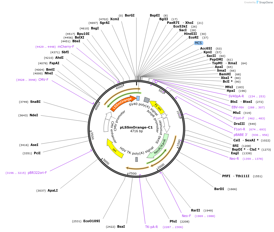 37131-plasmid-map-sequence-id-46662