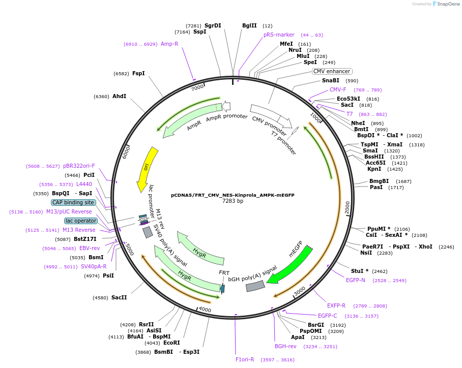 233361-plasmid-map-sequence-id-466622