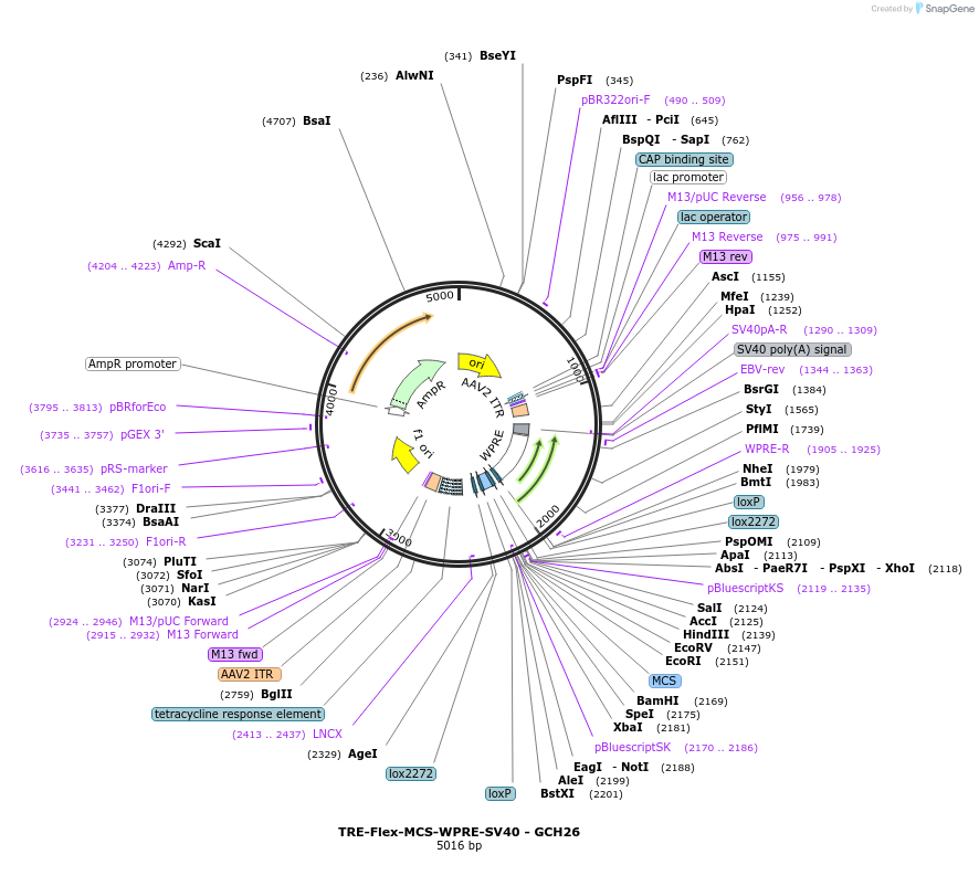 230827-plasmid-map-sequence-id-466624