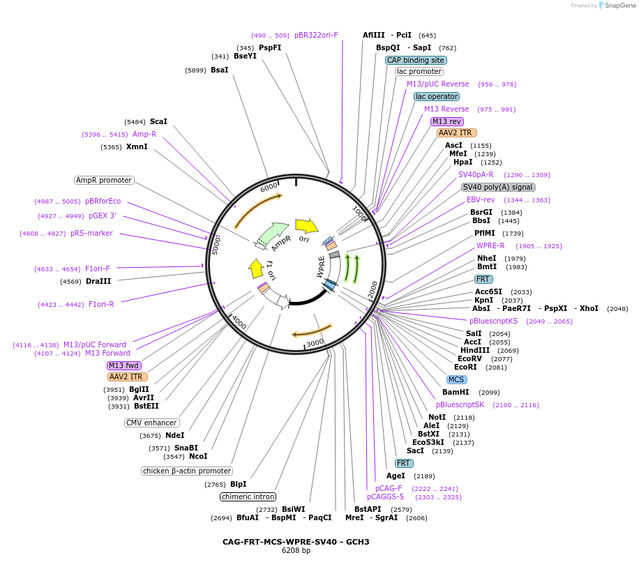 230816-plasmid-map-sequence-id-466625