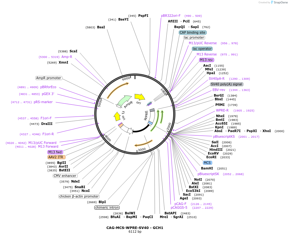 230814-plasmid-map-sequence-id-466629